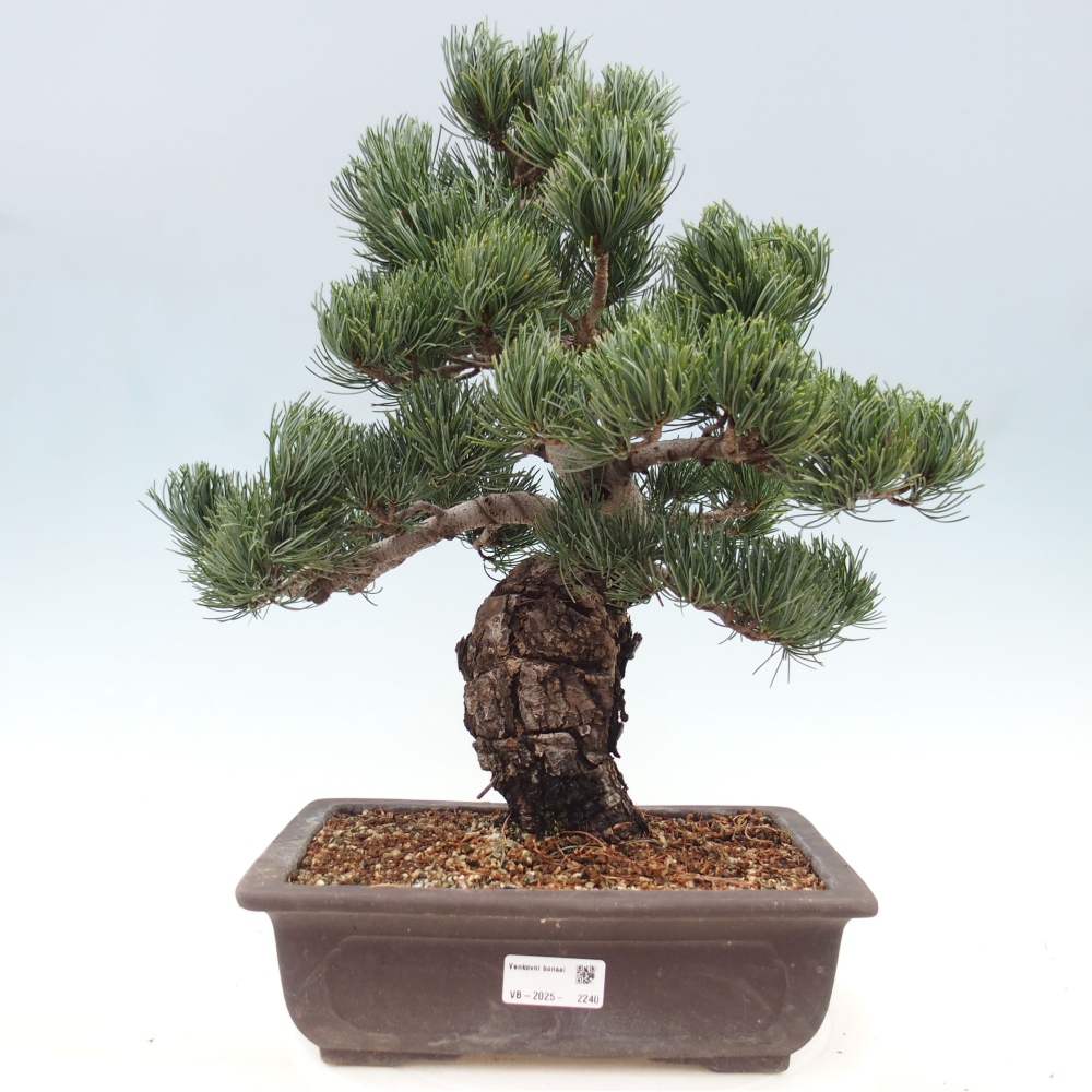 Kültéri bonsai - Pinus parviflora - Pinus parviflora
