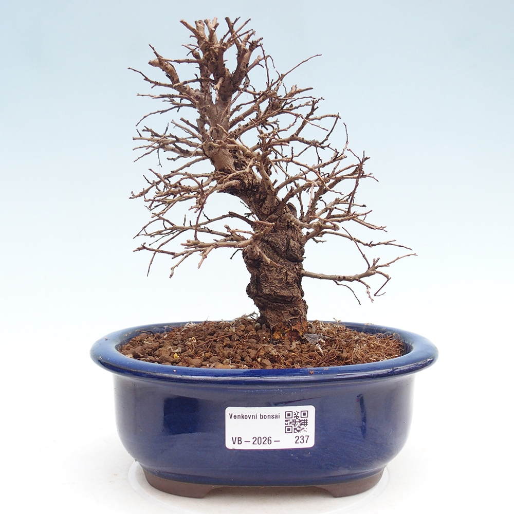 Kültéri bonsai - Zelkova - Zelkova NIRE