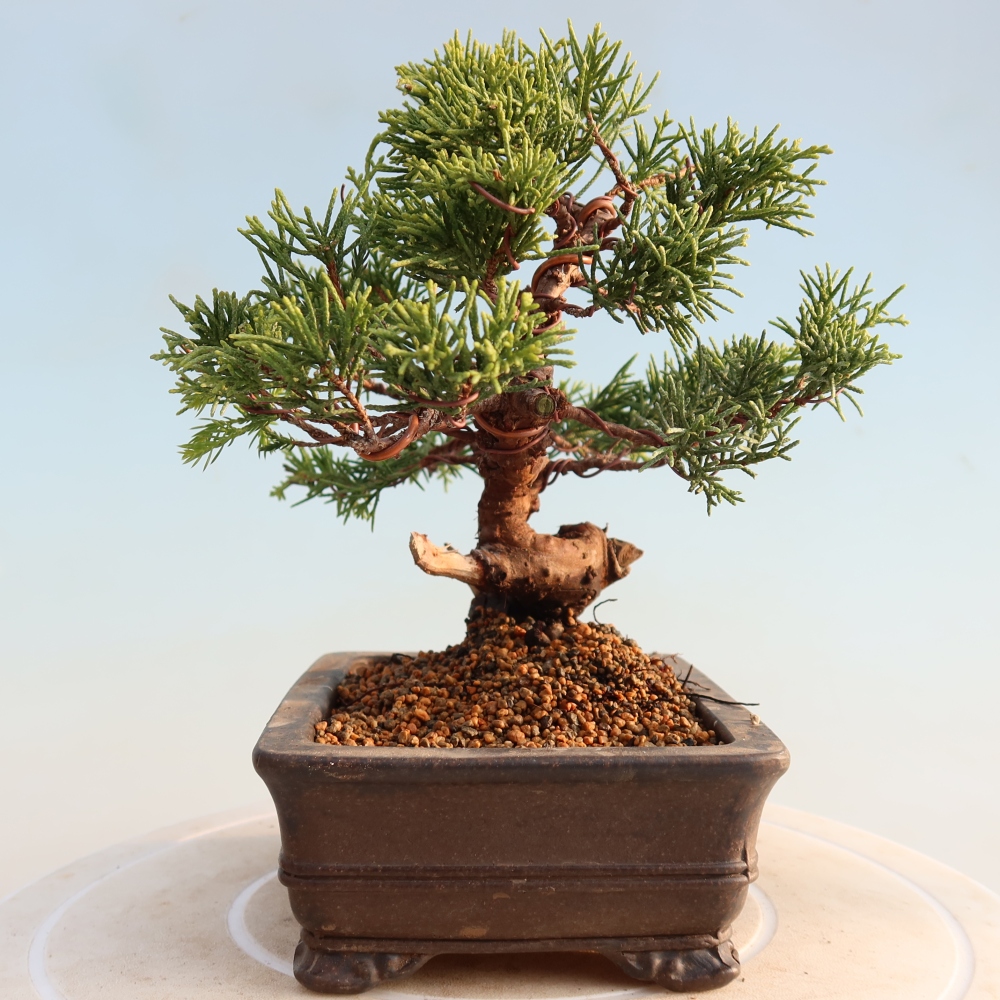 Kültéri bonsai - Juniperus chinensis Itoigawa