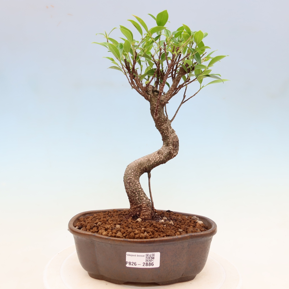 Szobai bonsai - Ficus kimmen - kislevelű fikusz