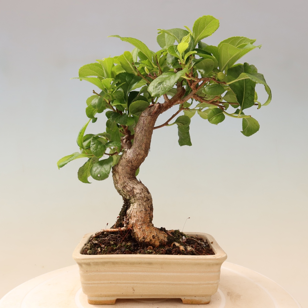 Kültéri bonsai - Celastrus orbiculatus