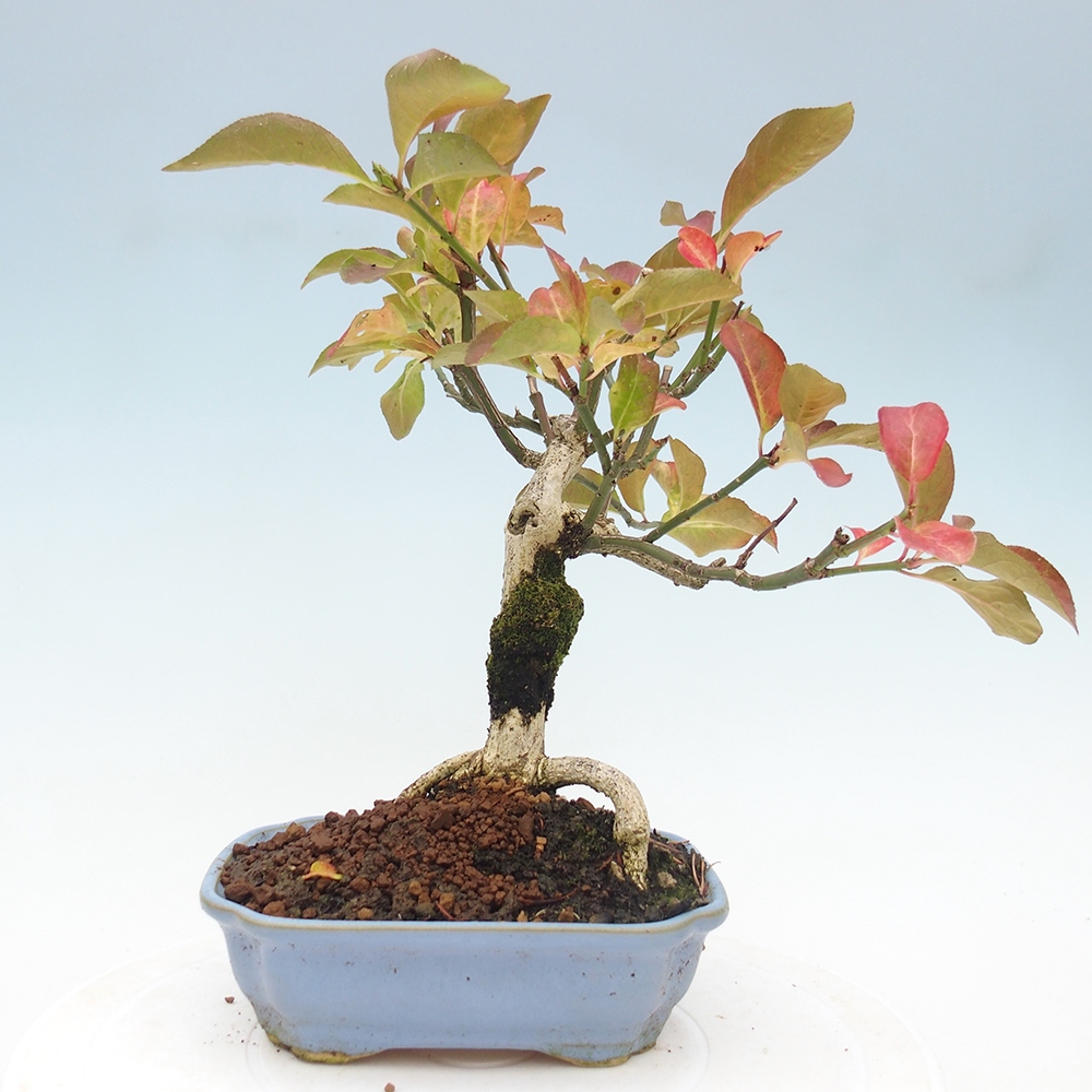 Kültéri bonsai - európai szil - euonimus