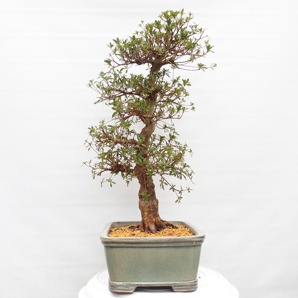 Kültéri bonsai - Japán azálea - Azalea satsuki