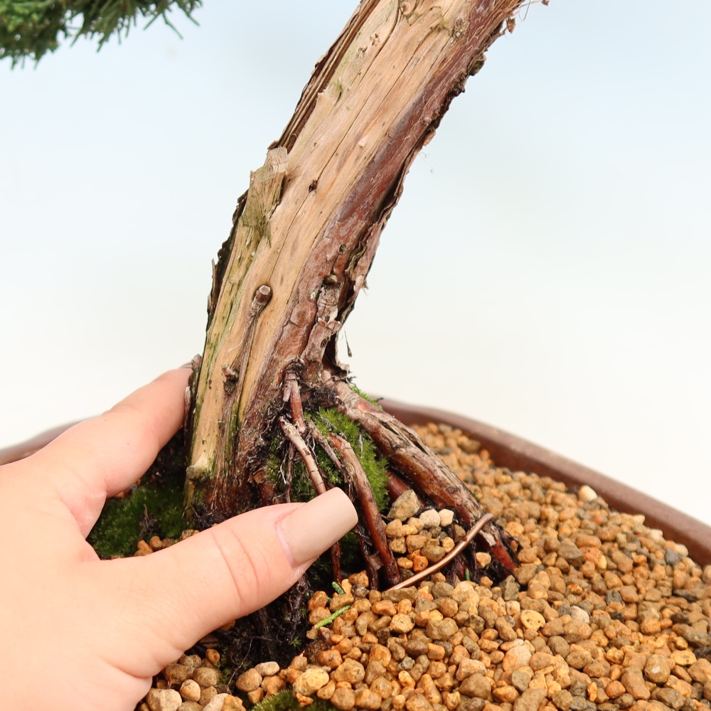 Kültéri bonsai - Juniperus chinensis Kishu