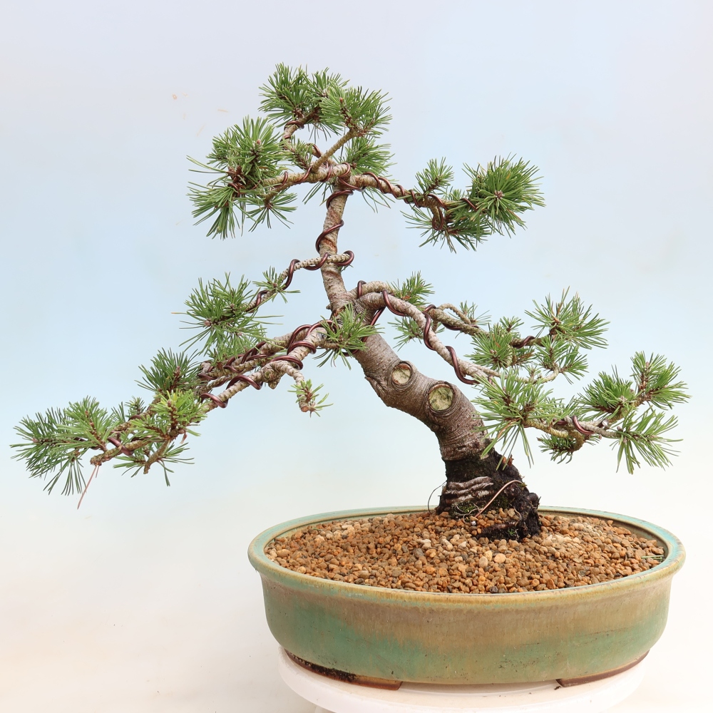 Kültéri bonsai – Pinus mugo Humpy – Törpefenyő