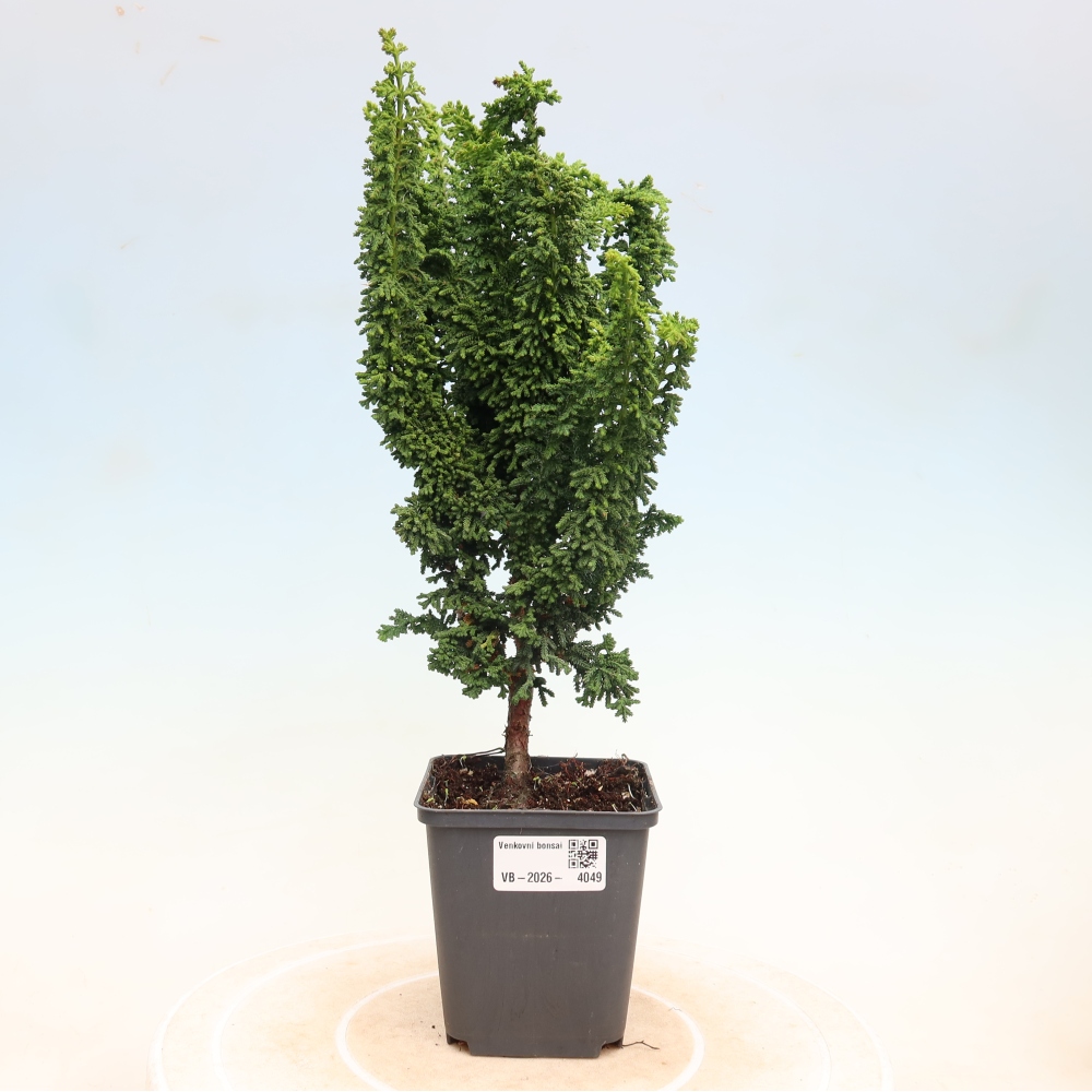 Kültéri bonsai - Cham. obtusa SEKKA HINOKI - Cifra ciprus