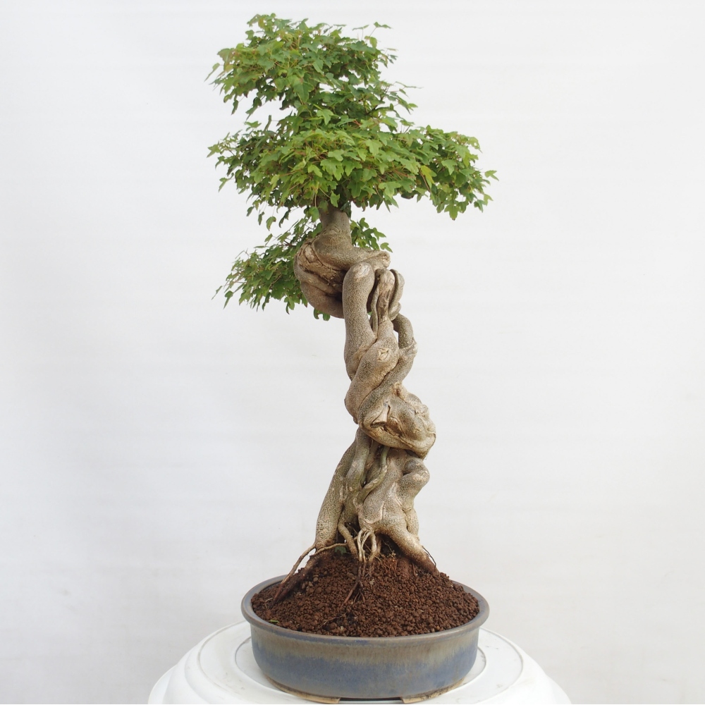 Kültéri bonsai - Acer Buergerianum - Burger juhar