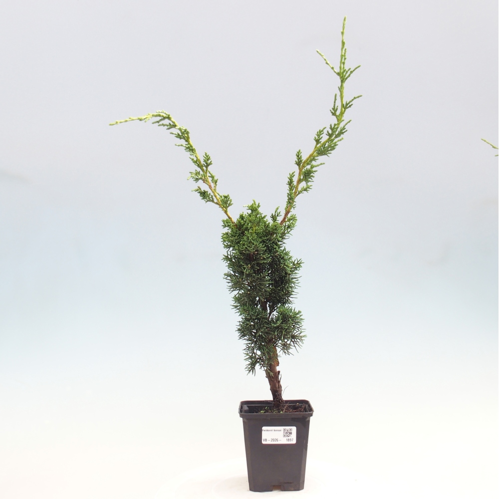 Kültéri bonsai - Juniperus chinensis Kishu