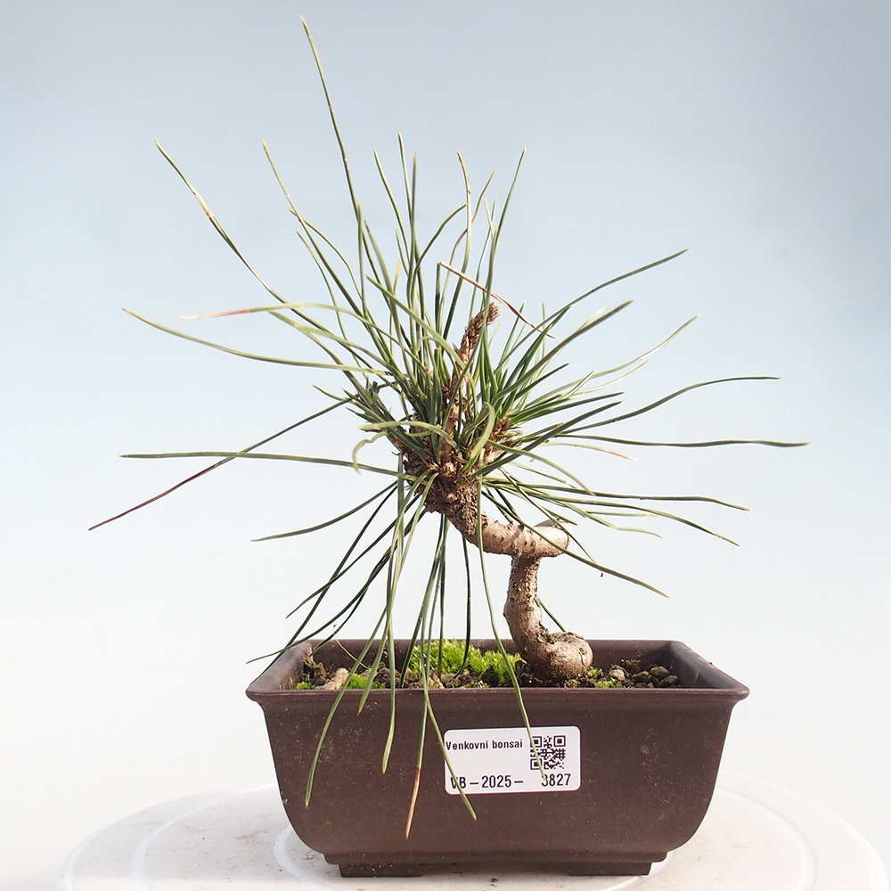 Kültéri bonsai - Pinus thunbergii - Thunberg fenyő