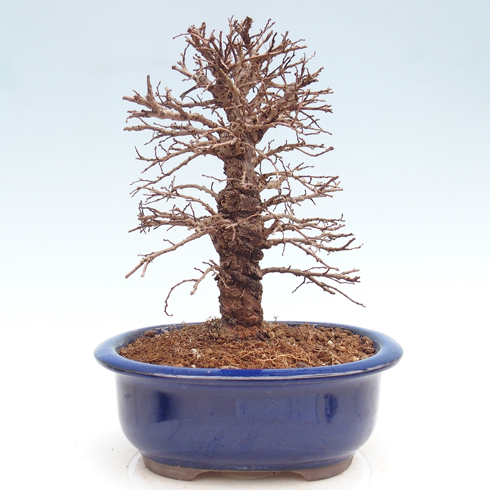 Kültéri bonsai - Zelkova - Zelkova NIRE
