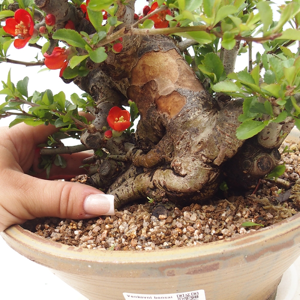 Kültéri bonsai - Chaneomeles speciosa - birs