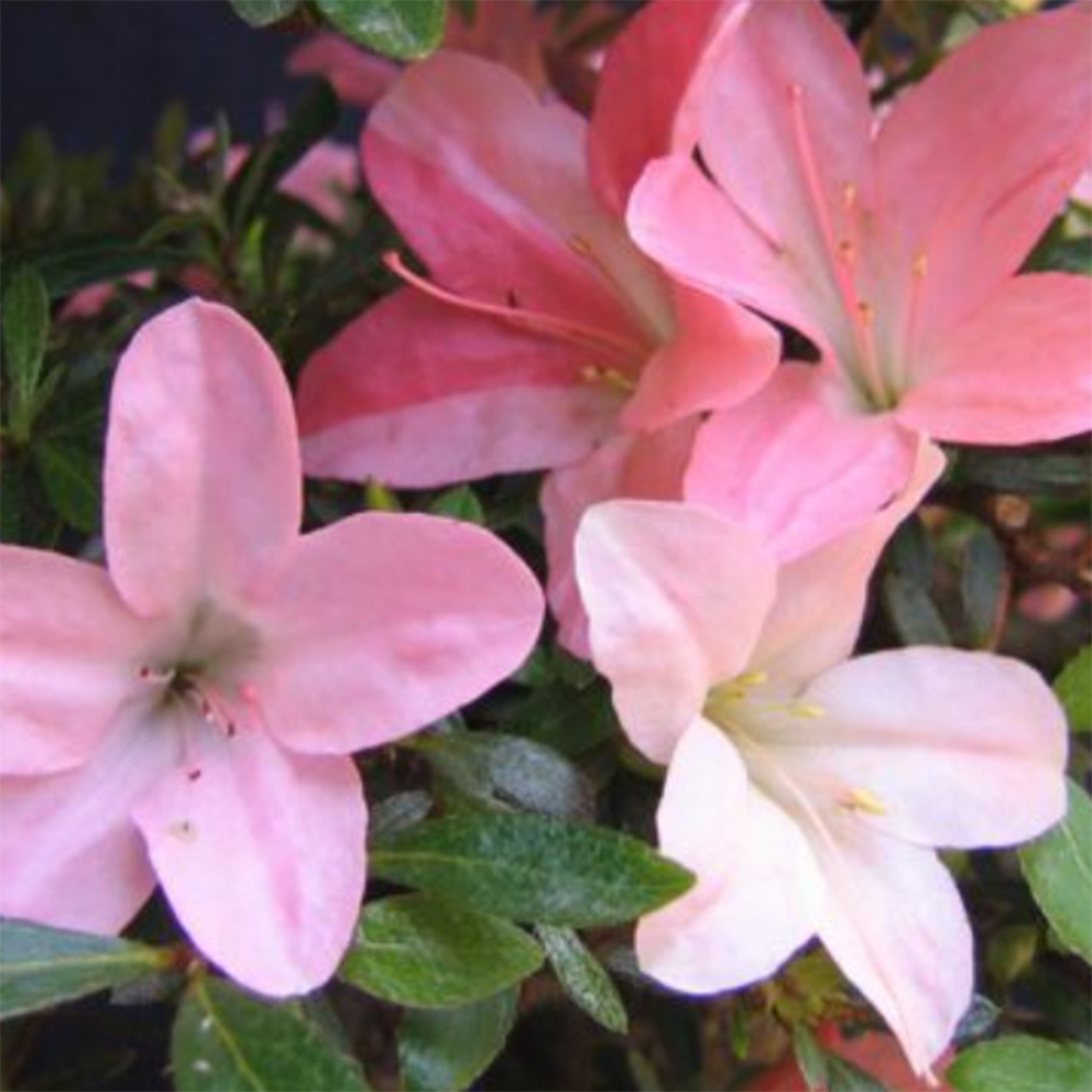 Kültéri bonsai - Japán azálea - Azalea Nikko