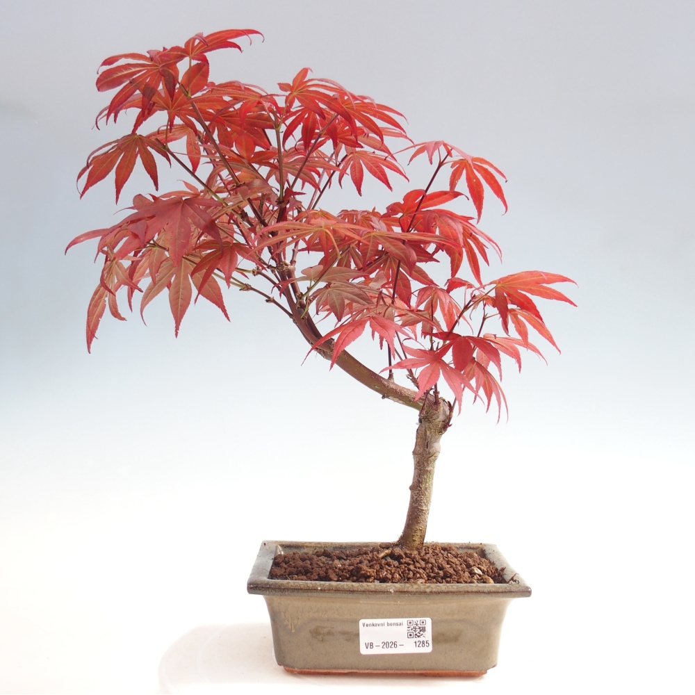 Kültéri bonsai - Acer pálma. Atropurpureum-Javor palmate