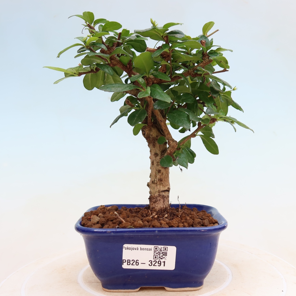 Szobai bonsai - Carmona macrophylla - Tea fuki