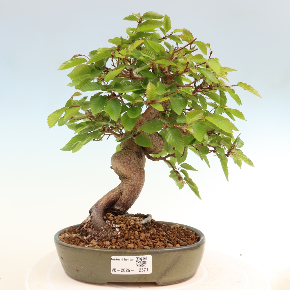 Kültéri bonsai -Carpinus Coreana - Koreai gyertyánfa