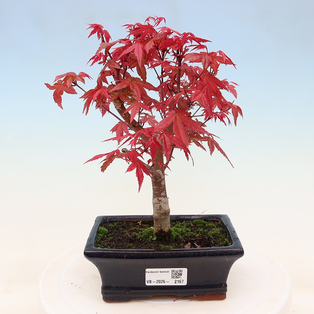Kültéri bonsai - Acer palmatum DESHOJO