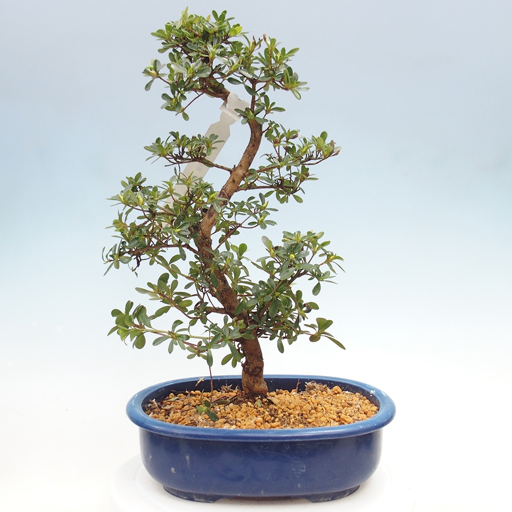 Kültéri bonsai - Japán azálea - Azálea Asahi-no-izumi