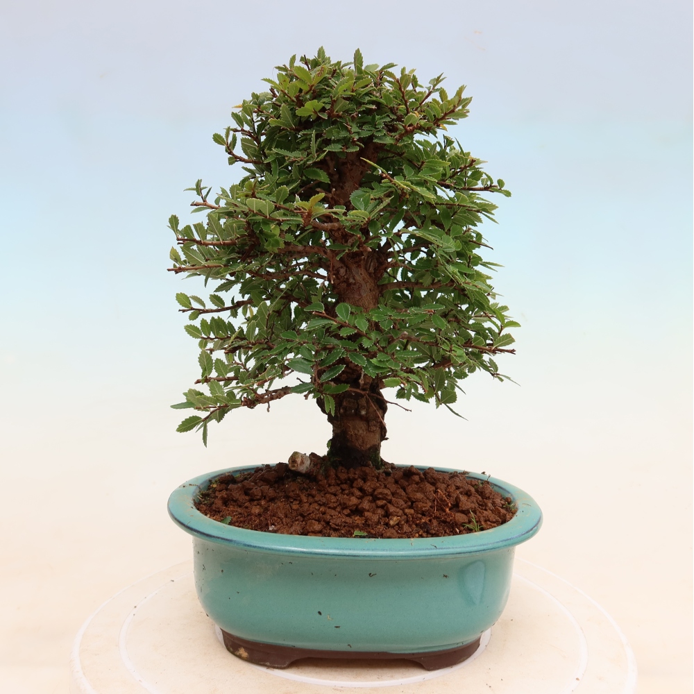 Kültéri bonsai - Zelkova - Zelkova NIRE