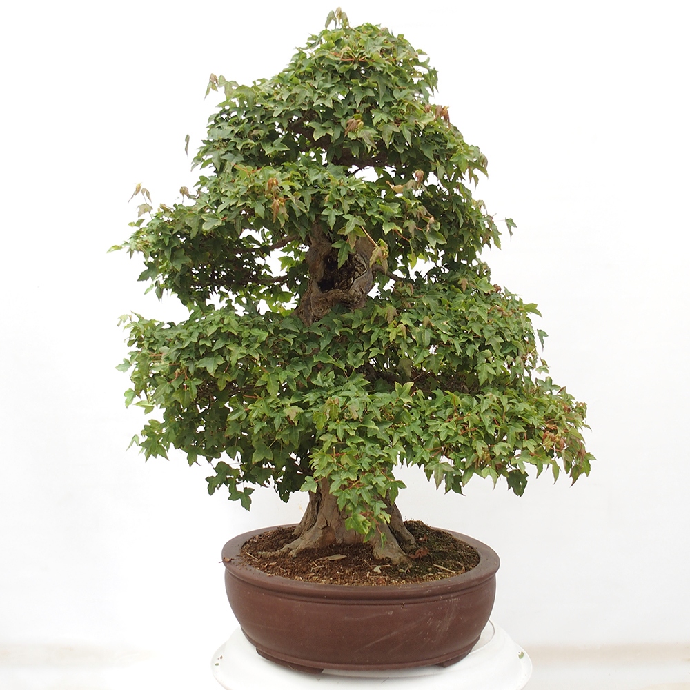 Kültéri bonsai - Acer Buergerianum - Burger juhar