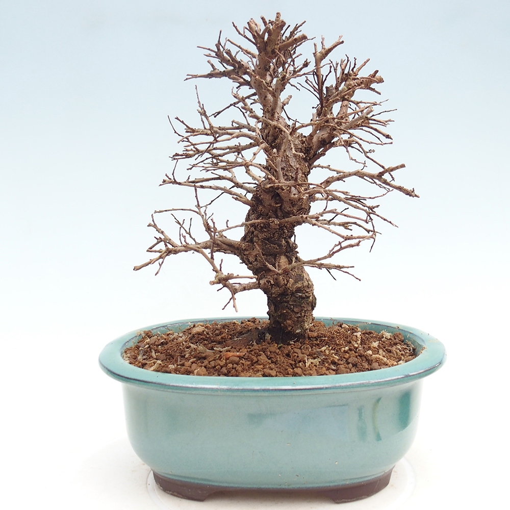 Kültéri bonsai - Zelkova - Zelkova NIRE