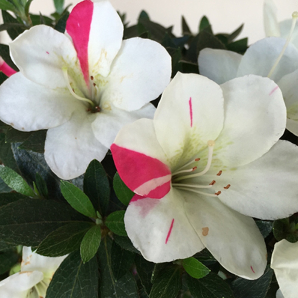 Kültéri bonsai - Japán azálea - Azalea Suigootome
