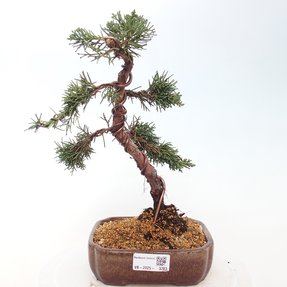 Kültéri bonsai - Juniperus chinensis Kishu