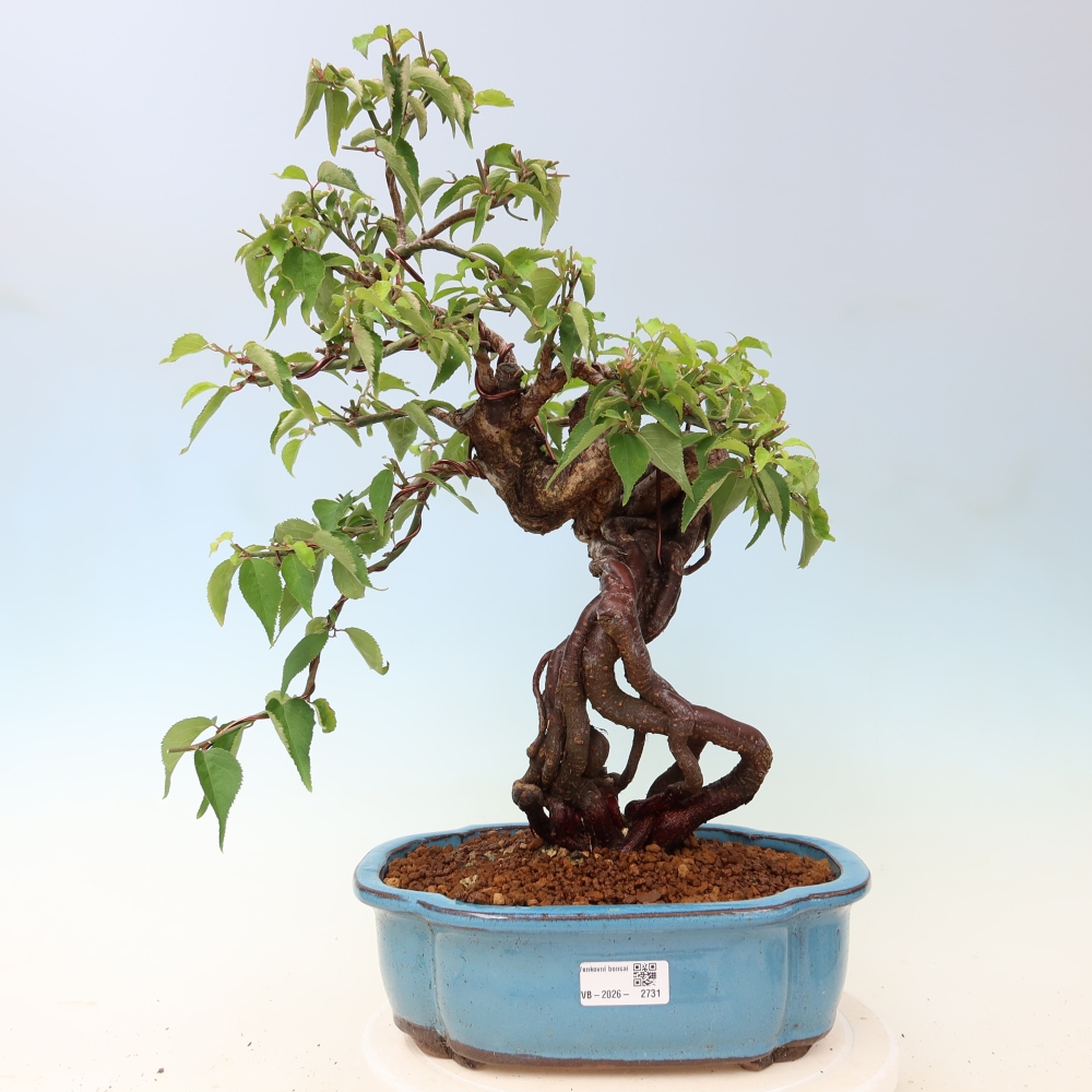 Kültéri bonsai – Japán barack – Prunus Mume