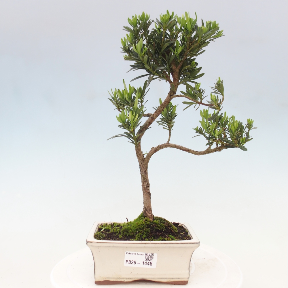 Szobai bonsai - Podocarpus - Kőtiszafa