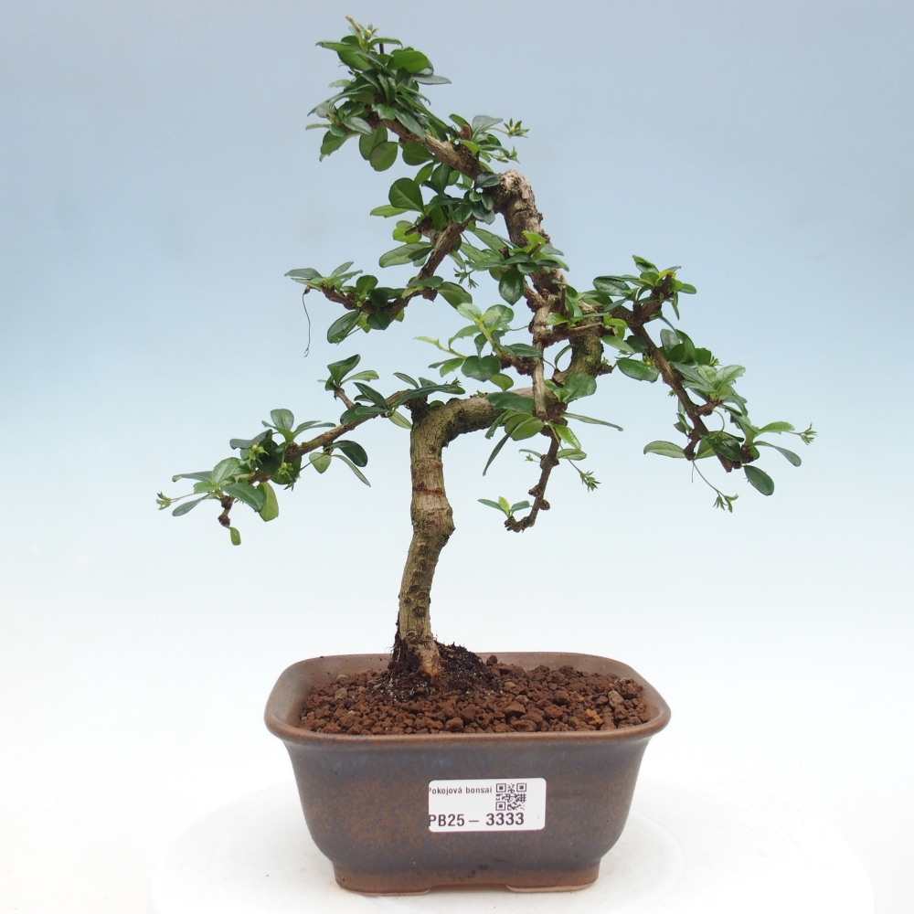 Szobai bonsai - Carmona macrophylla - Tea fuki