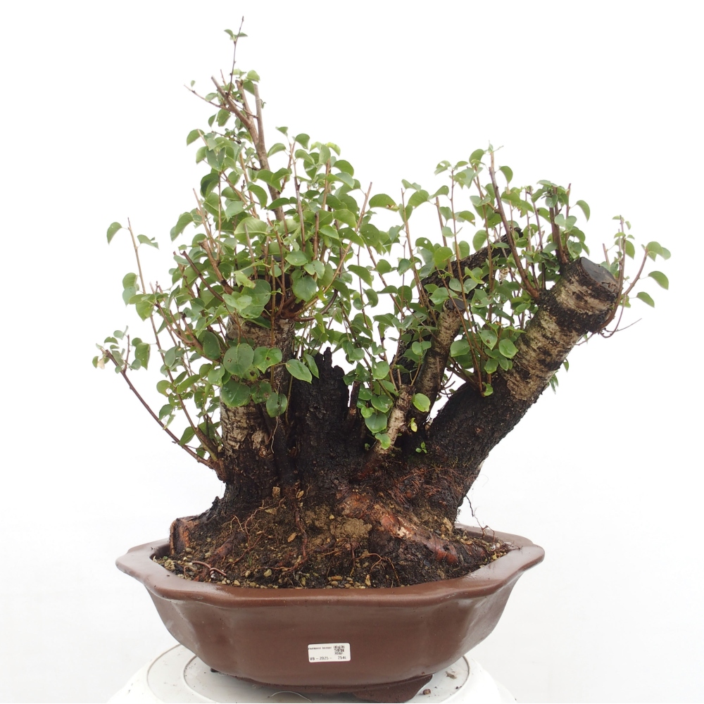 Kültéri bonsai - Mahalebka - Prunus mahaleb - Prunus mahaleb
