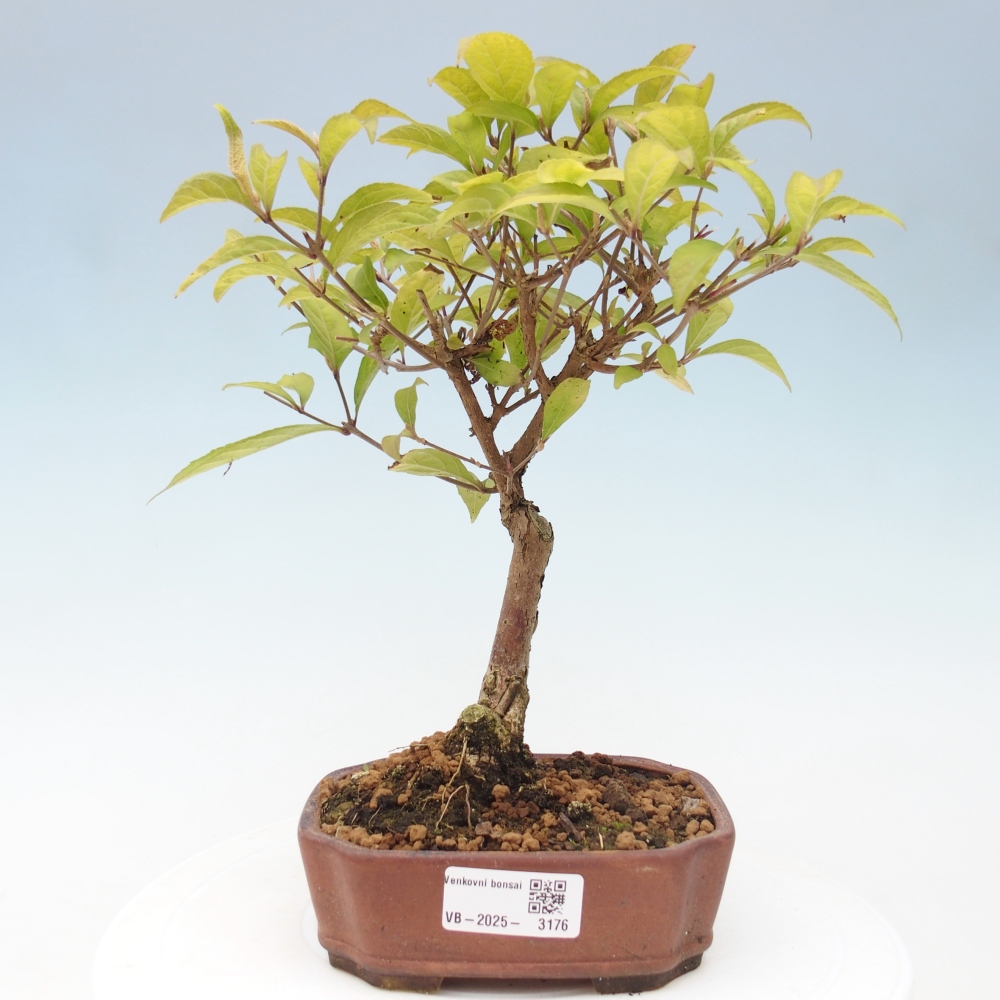 Kültéri bonsai - Callicarpa japonica