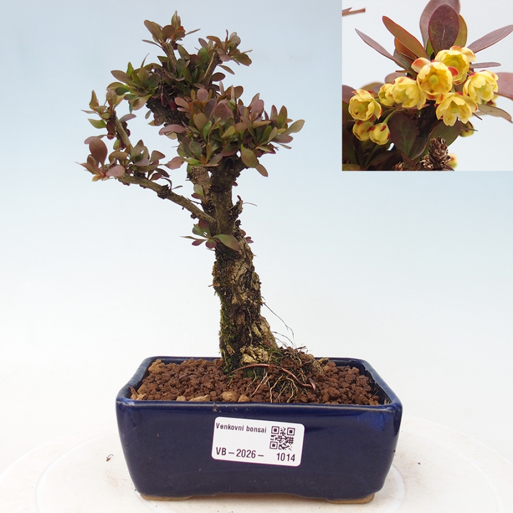 Kültéri bonsai - Berberis Thunbergii Bagatelle