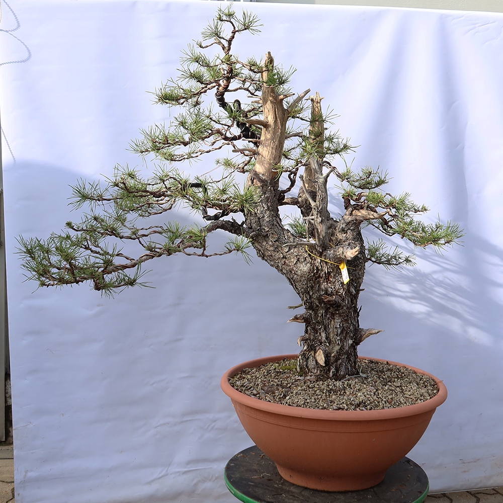 Pinus sylvestris Spanyolország – erdei fenyő