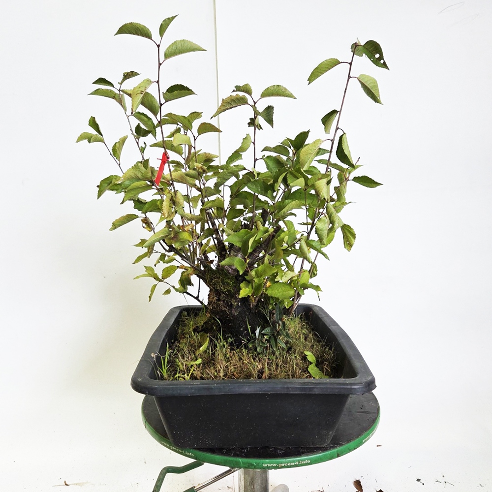 Kültéri bonsai cseresznye - Prunus aviata