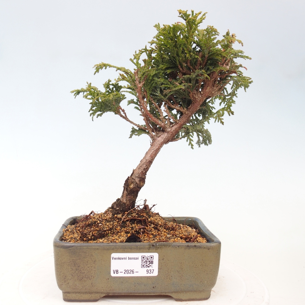 Kültéri bonsai - Cham.pis Parslori - ciprus