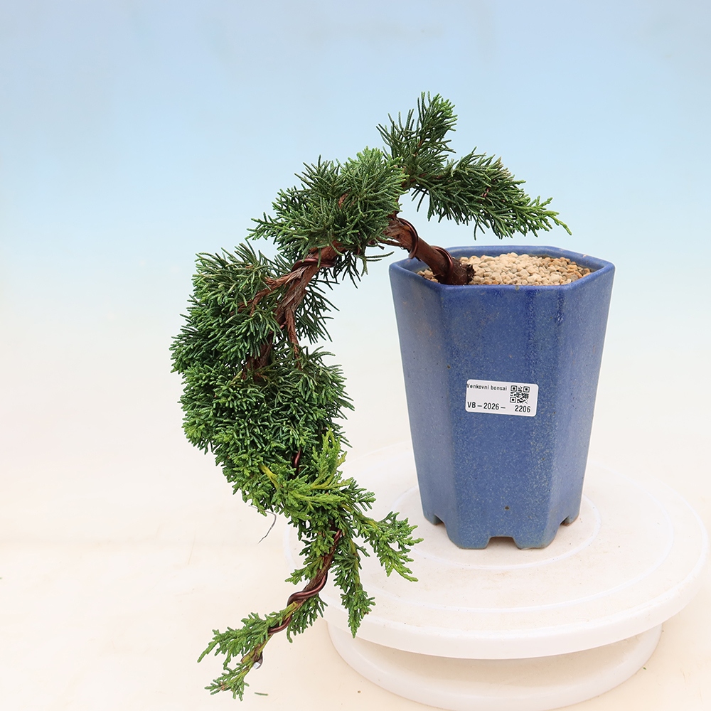 Kültéri bonsai - Juniperus chinensis Kishu
