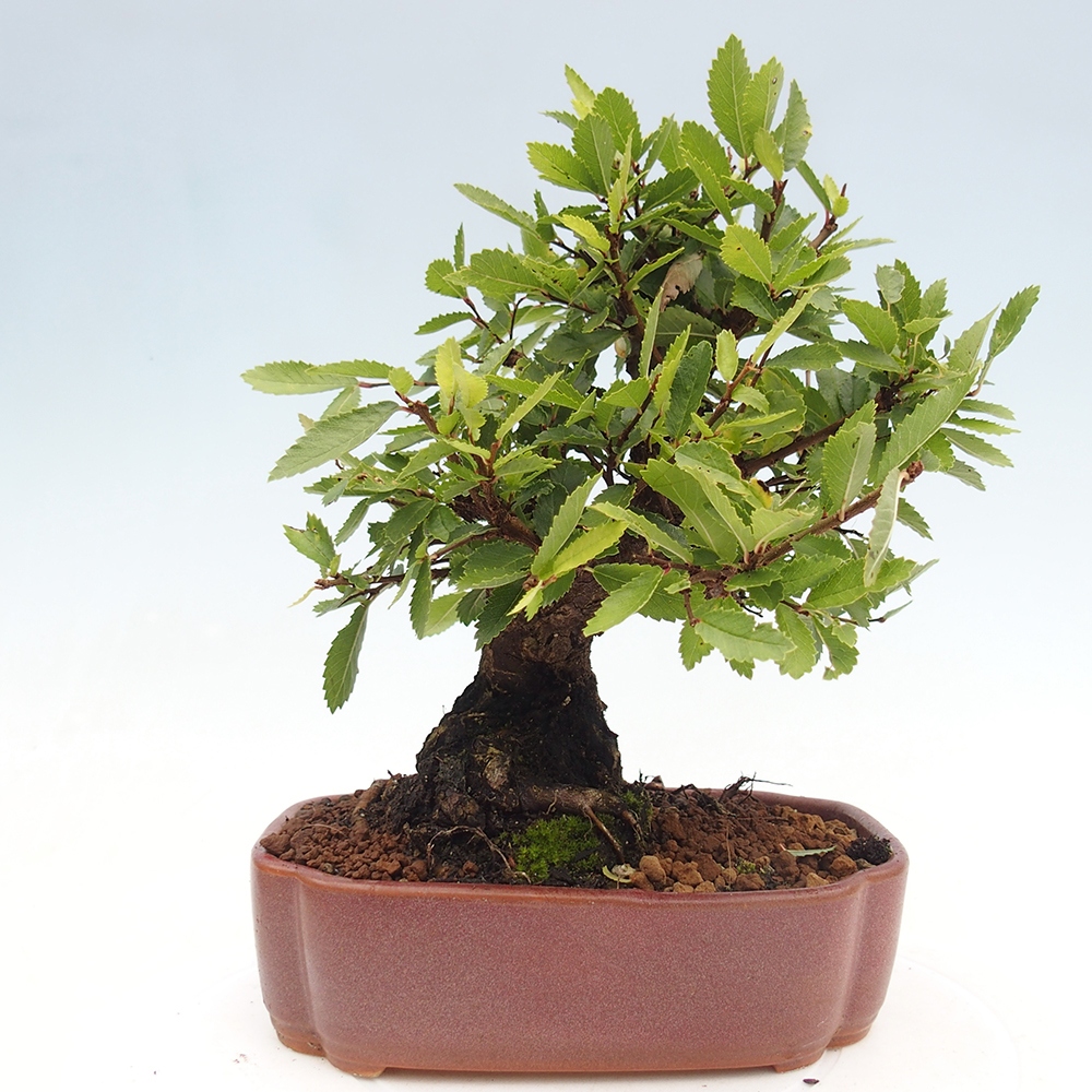 Kültéri bonsai - Zelkova - Zelkova NIRE