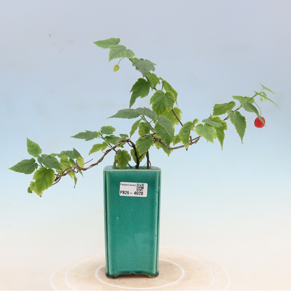 Beltéri bonsai - Abutilon Big Bell - Felhőbogyó