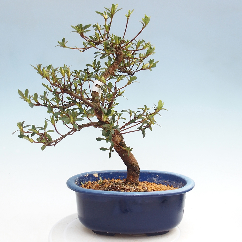 Kültéri bonsai - Japán azálea - Azálea Yoko