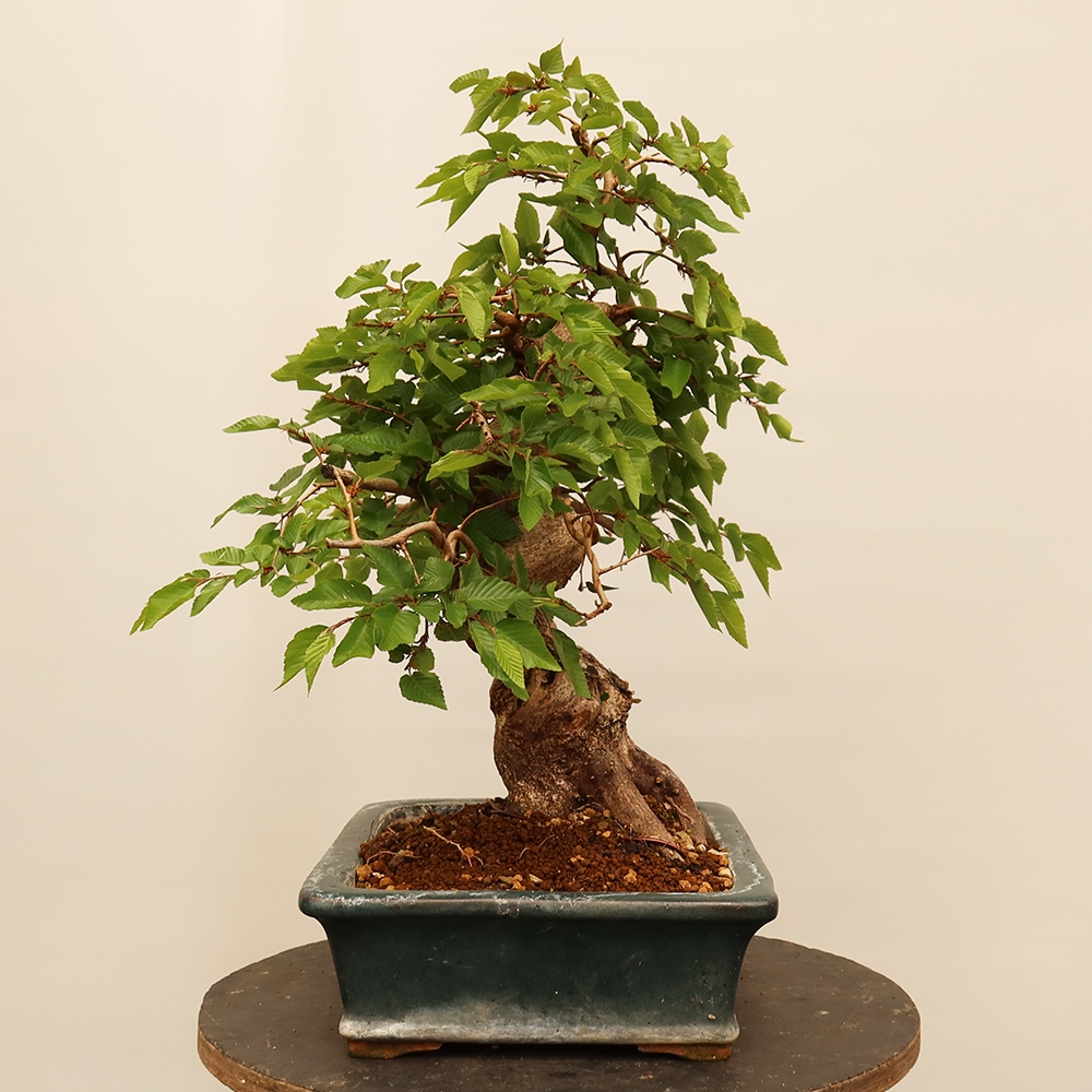 Kültéri bonsai -Carpinus Coreana - Koreai gyertyánfa