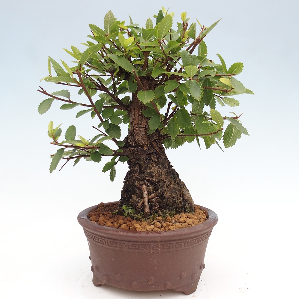 Kültéri bonsai - Zelkova - Zelkova NIRE