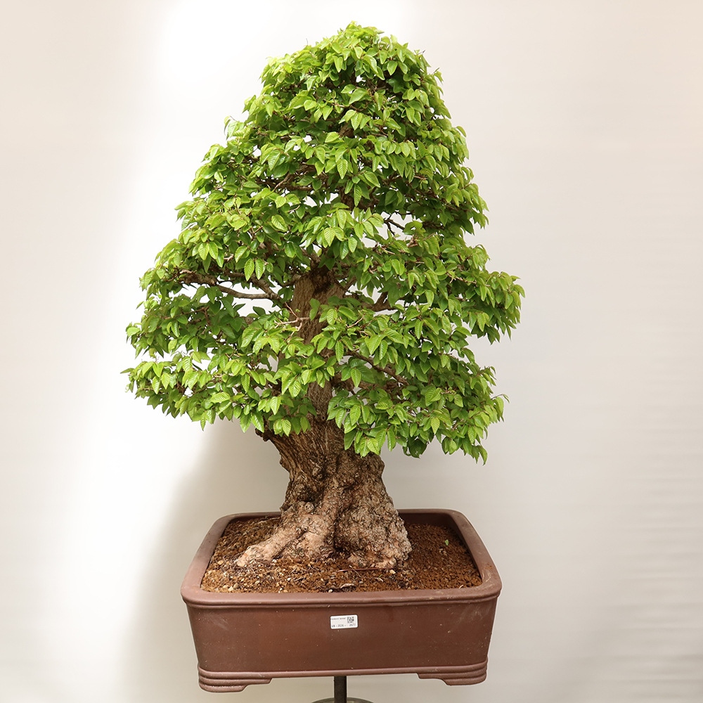 Kültéri bonsai -Carpinus Coreana - Koreai gyertyánfa