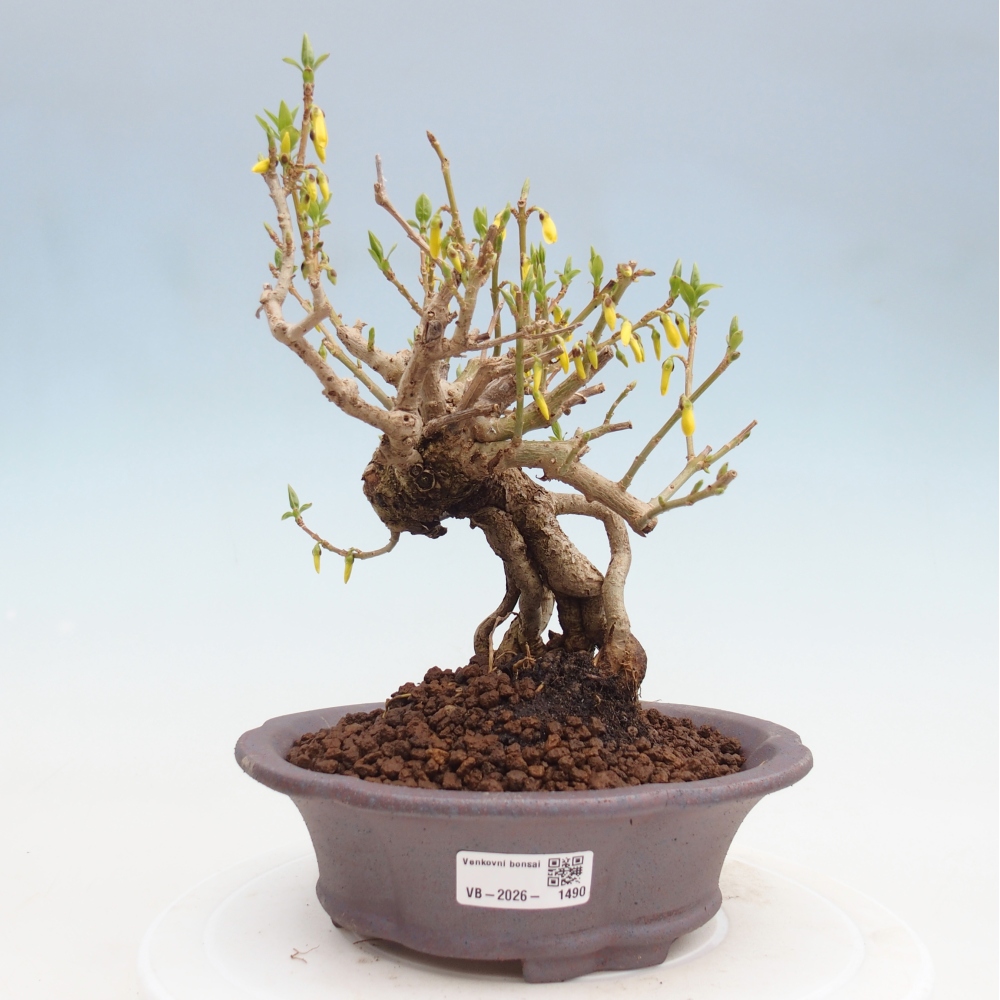 Kültéri bonsai - Zlatice - Forsythia koreana
