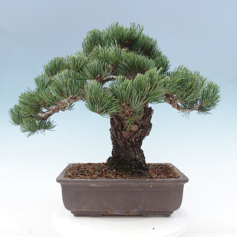 Kültéri bonsai - Pinus parviflora - Pinus parviflora
