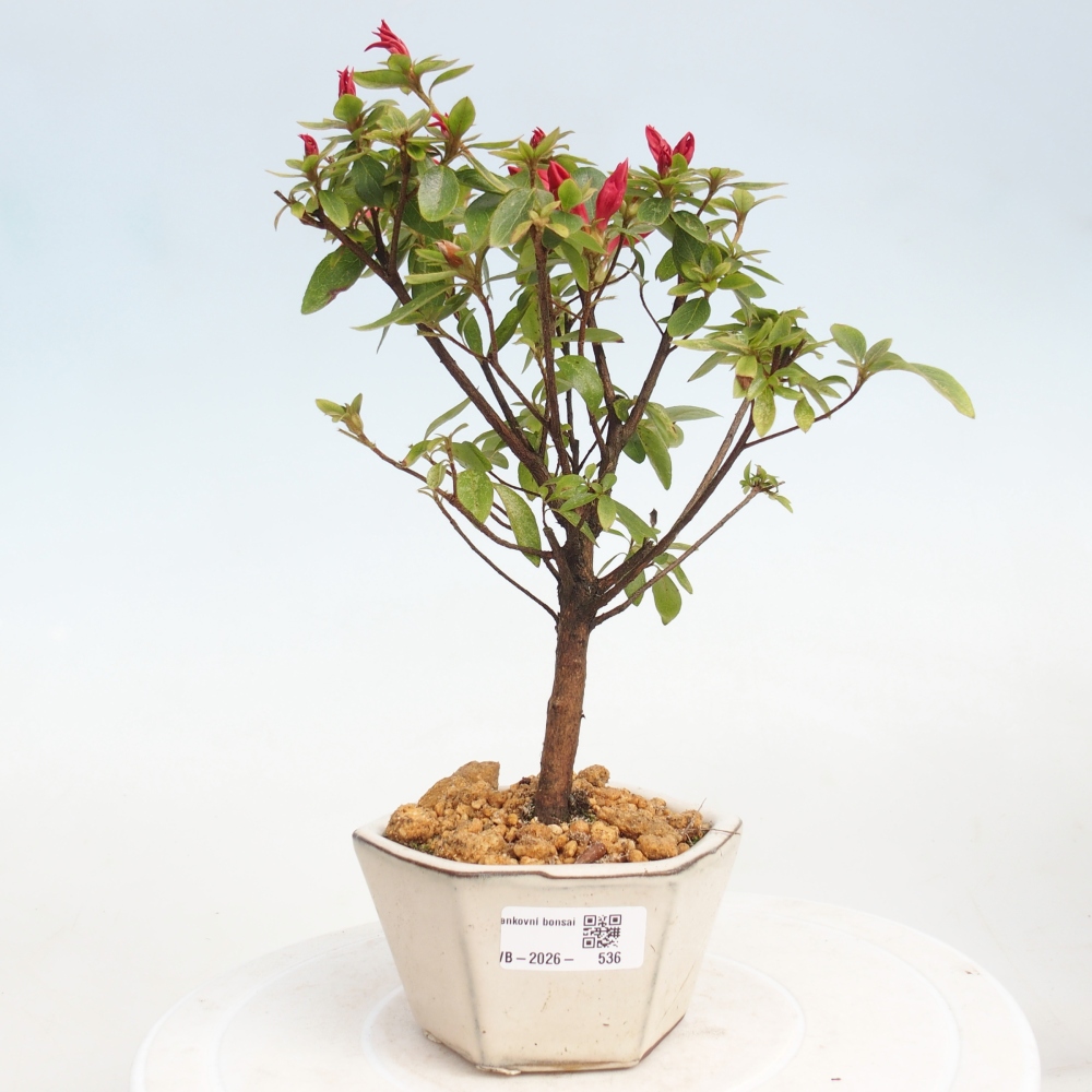 Kültéri bonsai - japán azálea - Azalea sp.