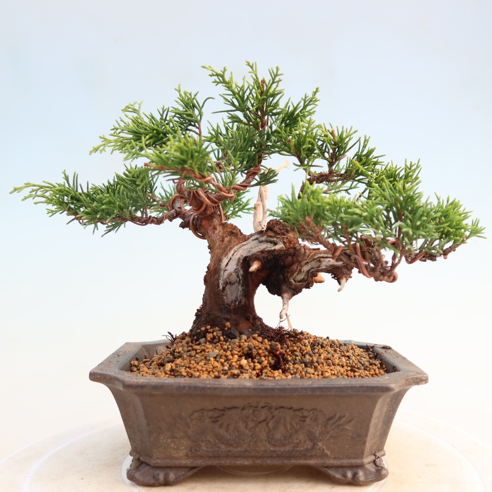 Kültéri bonsai - Juniperus chinensis Itoigawa