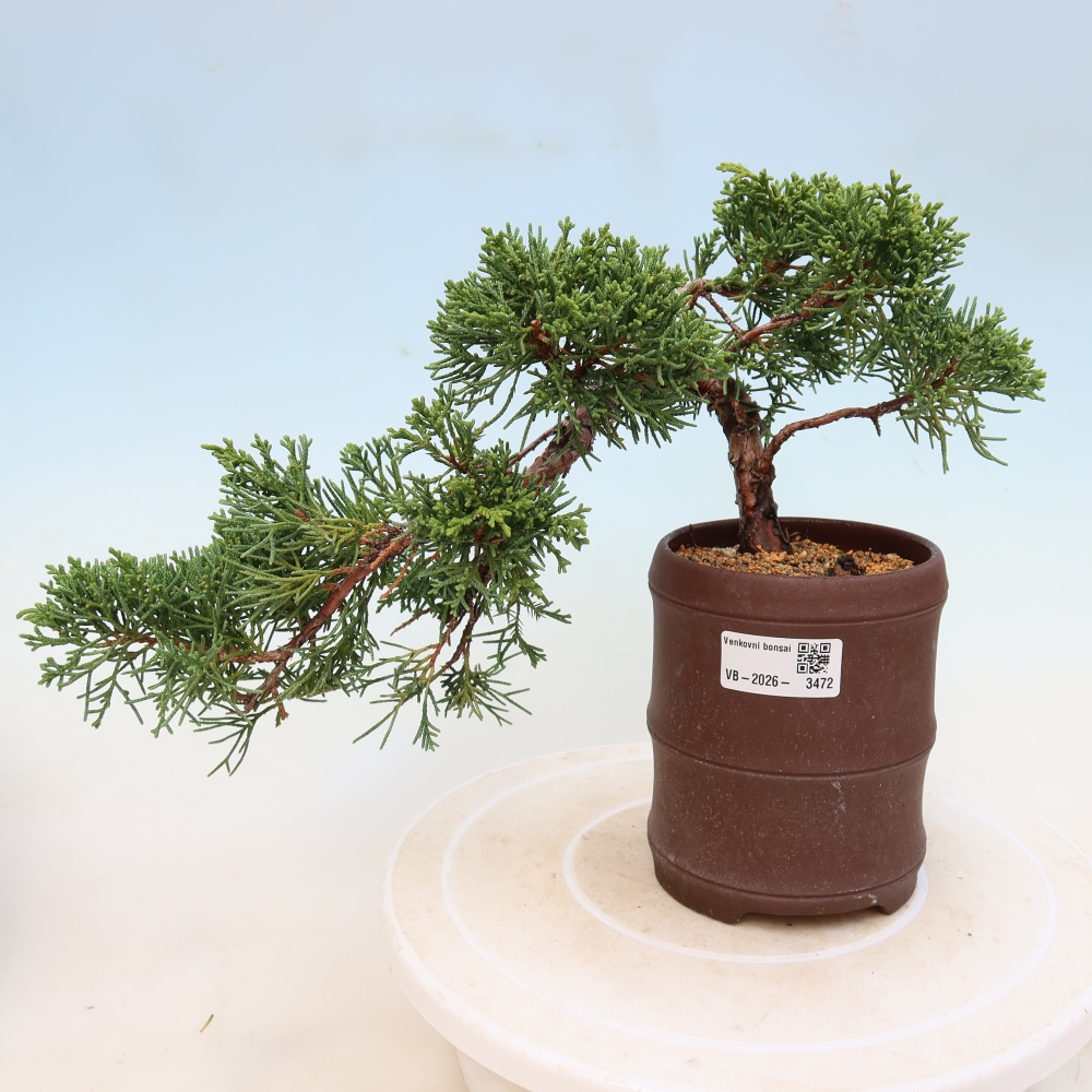 Kültéri bonsai - Juniperus chinensis Kishu