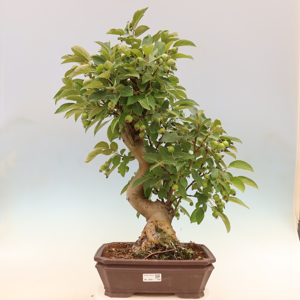 Kültéri bonsai -Malus halliana - Kis gyümölcsű almafa