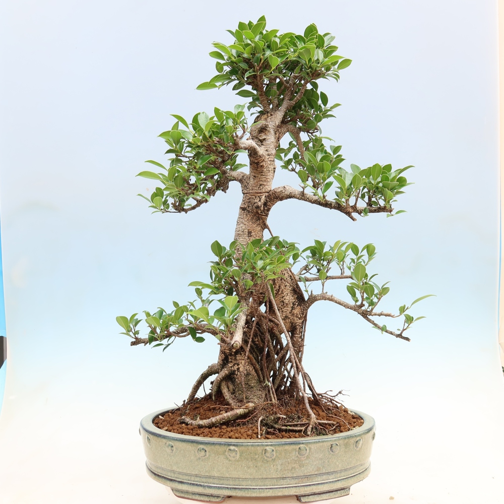 Szobai bonsai - Ficus kimmen - kislevelű fikusz