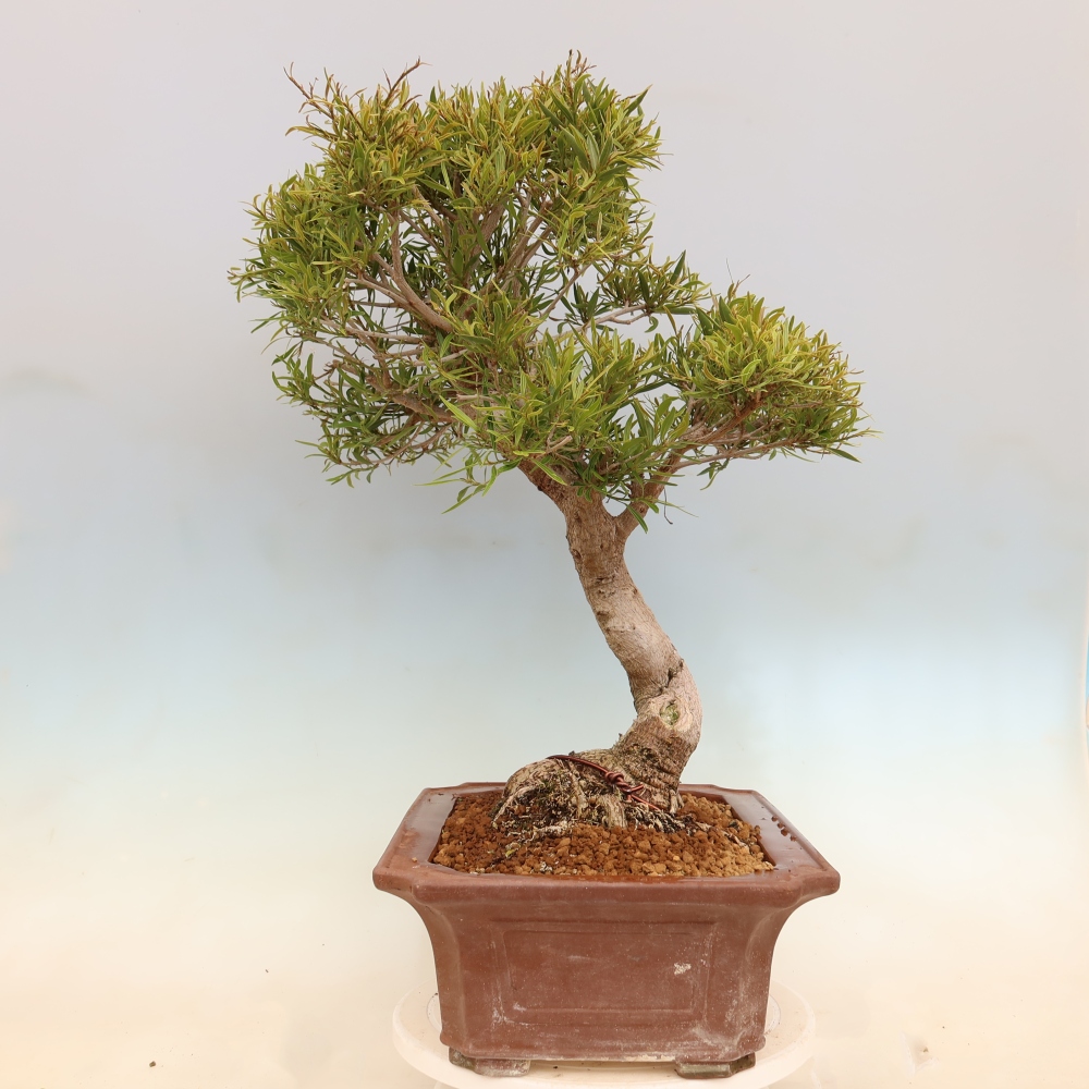 Szobai bonsai - Ficus nerifolia - kislevelű fikusz